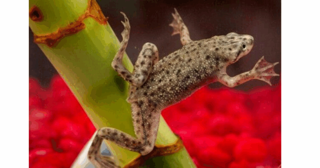 Tank Setup for African Dwarf Frogs