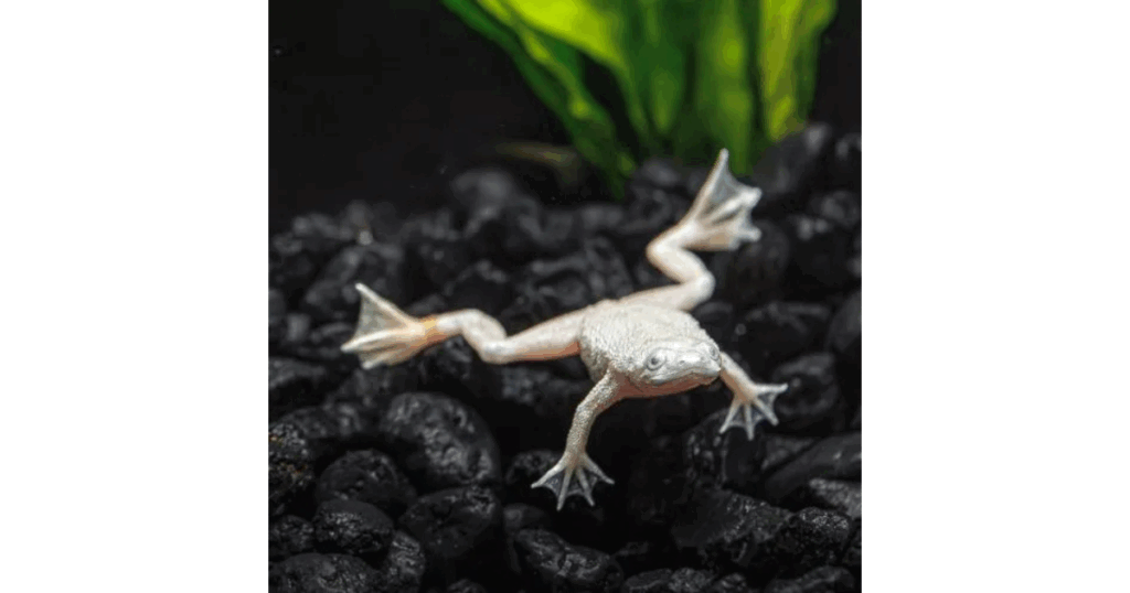 African Dwarf Frogs