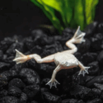 African Dwarf Frogs