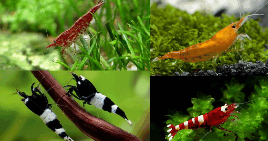Behavior of Cherry Shrimp