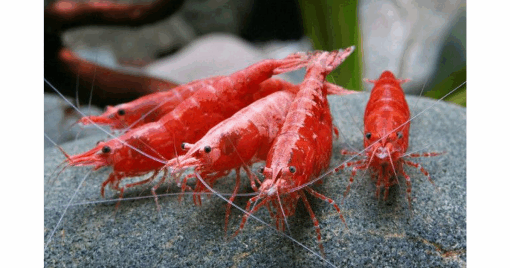 What Are Cherry Shrimp?