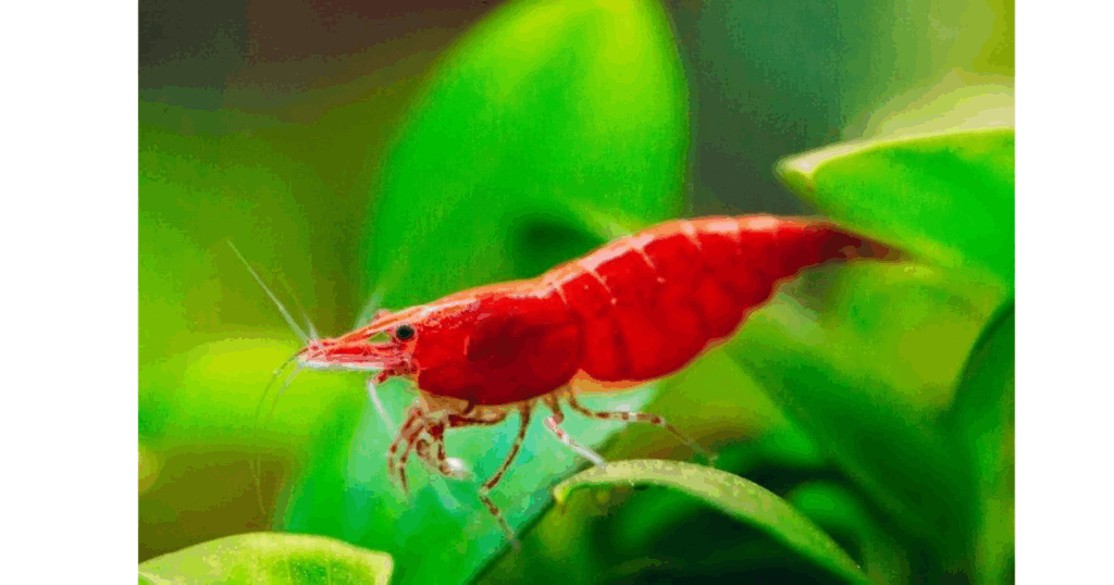 Everything You Need to Know About Cherry Shrimp