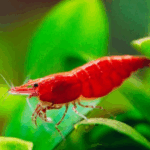 Everything You Need to Know About Cherry Shrimp