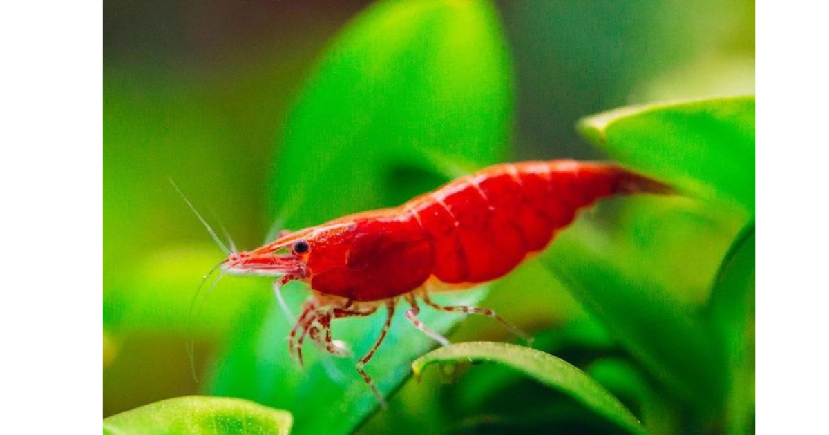 Everything You Need to Know About Cherry Shrimp