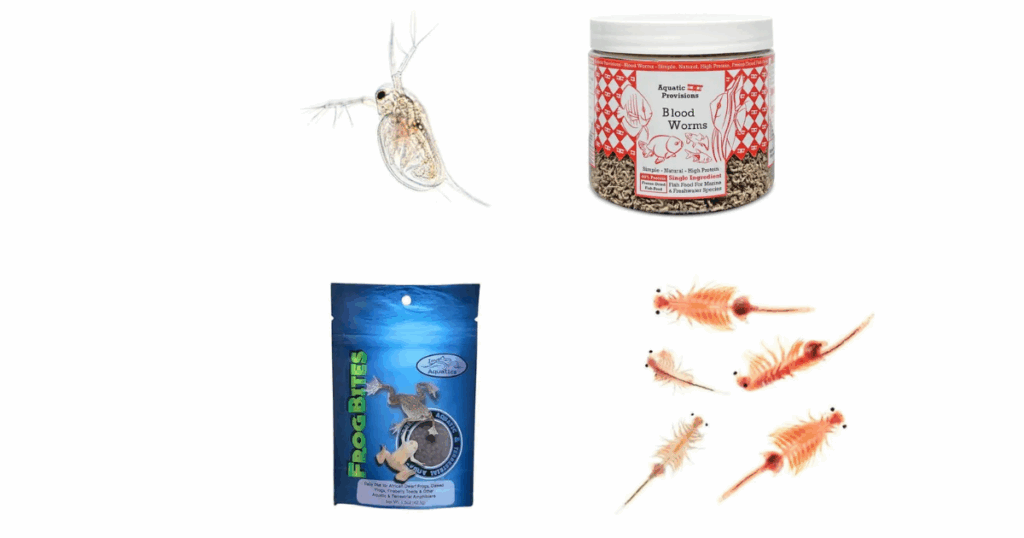 Feeding and Diet for African Dwarf Frogs