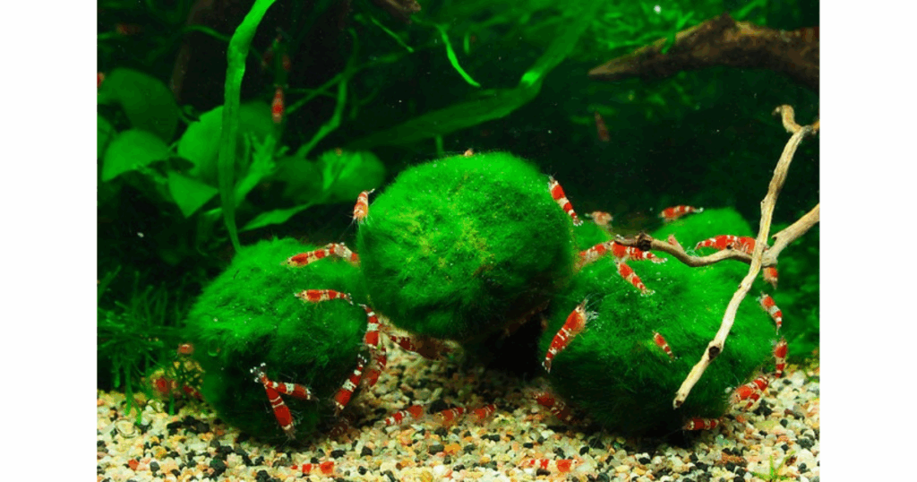Ideal Tank Setup & Water Conditions for Cherry Shrimp