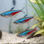 NEON TETRA