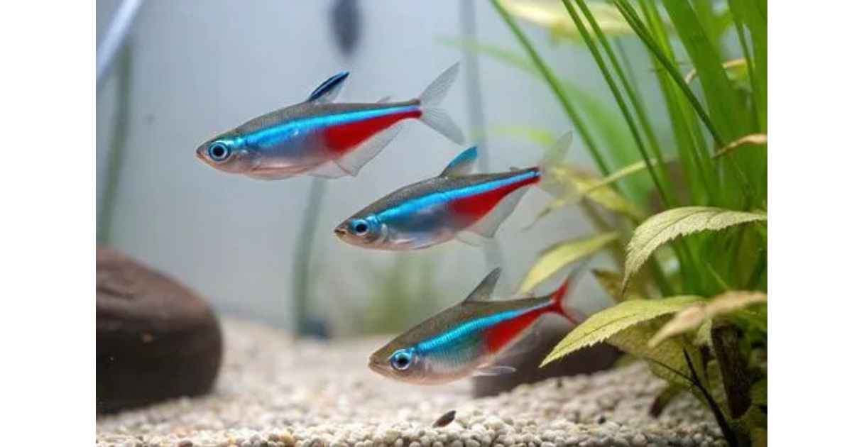NEON TETRA