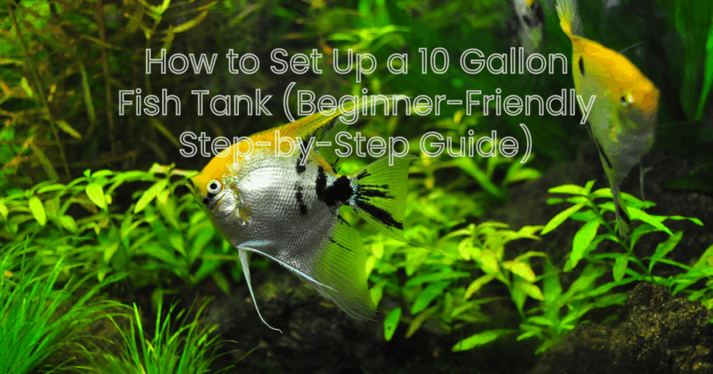 How to Set Up a 10 Gallon Fish Tank (Beginner-Friendly Step-by-Step Guide)