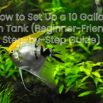 How to Set Up a 10 Gallon Fish Tank (Beginner-Friendly Step-by-Step Guide)