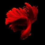 Best Aquarium Filters for Small Tanks: A Simple Buyer’s Guide