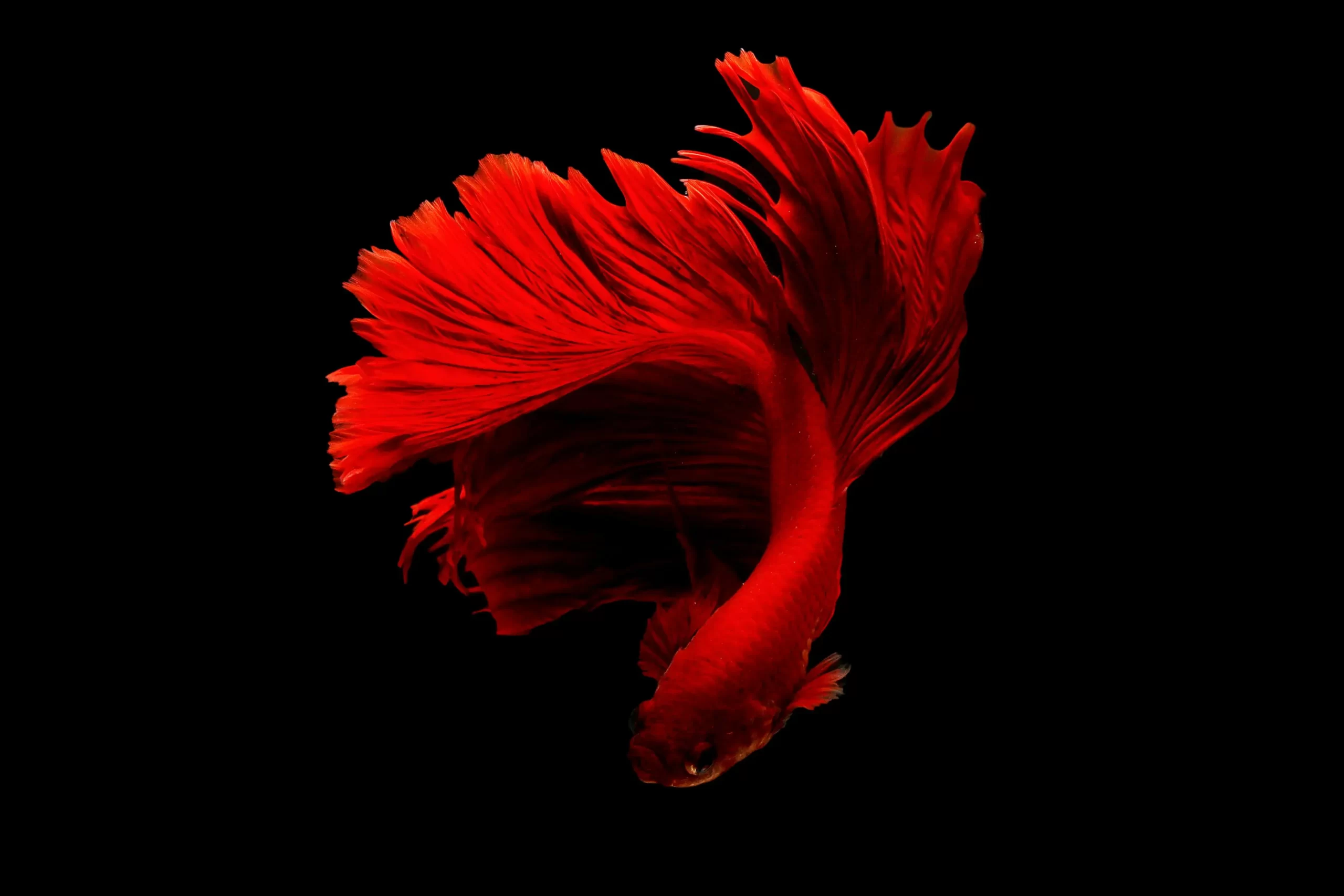 Best Aquarium Filters for Small Tanks: A Simple Buyer’s Guide