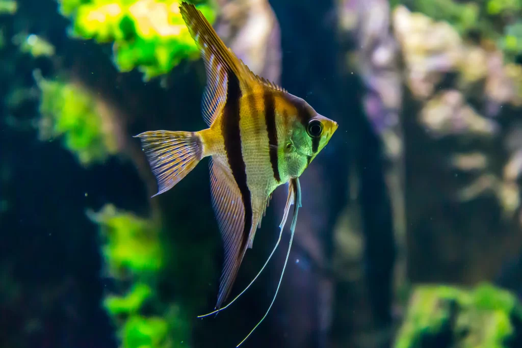 How to Choose the Right Aquarium Size for Your Space