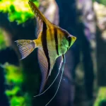 Angelfish