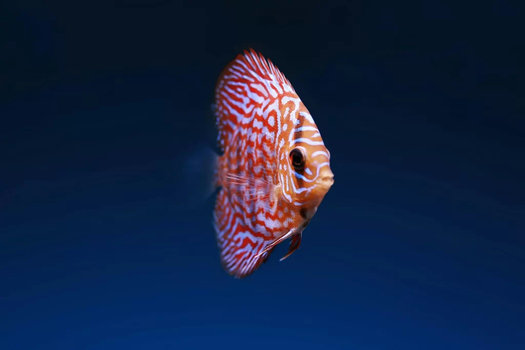 Common Mistakes New Fish Owners Make (And How to Avoid Them)