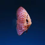 Common Mistakes New Fish Owners Make (And How to Avoid Them)