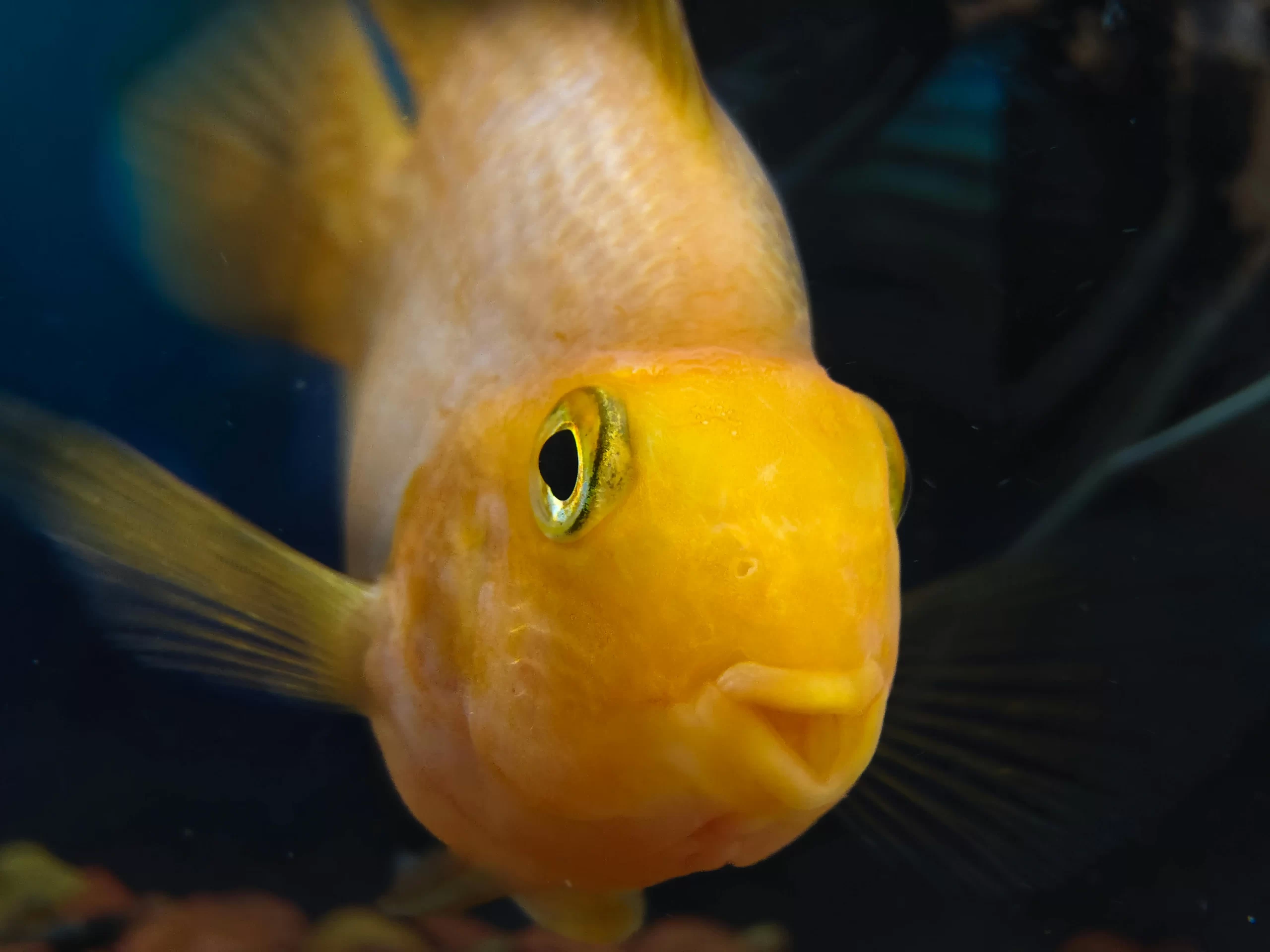 Top 10 Low-Maintenance Fish Perfect for New Pet Owners