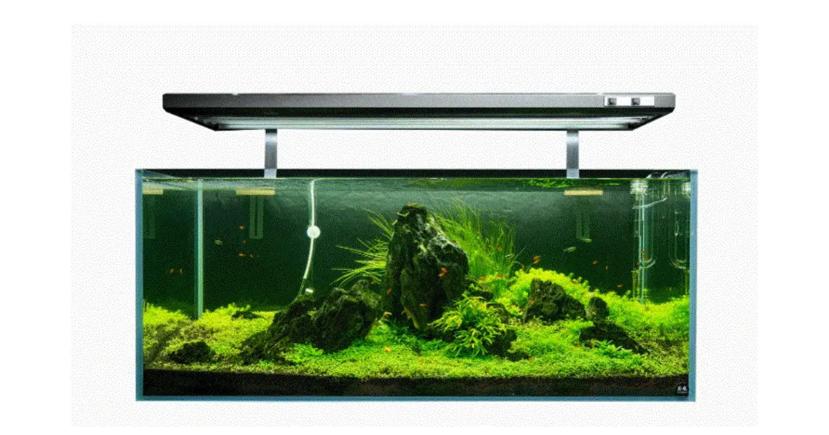 How to Set Up a 50 Gallon Tank: Easy Guide for Beginners