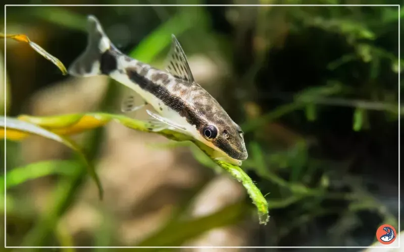 otocinclus catfish